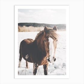 Horse In Snowy Field Art Print