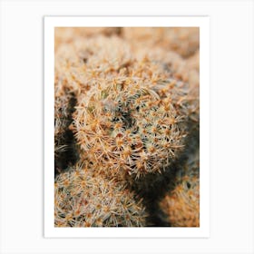 Small Cactus Cluster Art Print