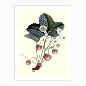 Strawberry Plant Art Print