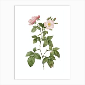 Vintage Red Bramble Leaved Rose Botanical Illustration on Pure White n.0695 Art Print