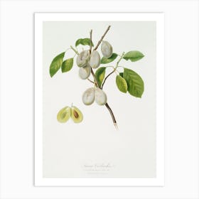 Plum (Prunus Verdacchia) From Pomona Italiana (1817 1839), Giorgio Gallesio Art Print