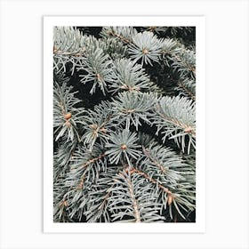 Spruce Tree 1 Art Print