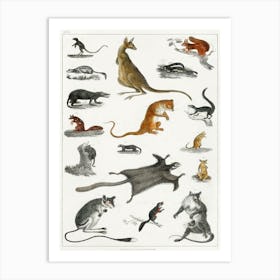 Collection Of Masupials, Oliver Goldsmith Art Print