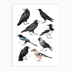 Crows Art Print