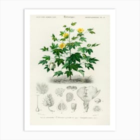Sea Island Cotton (Gossypium Vitifolium), Charles Dessalines D' Orbigny Art Print