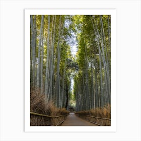 Mighty Arashiyama Bamboo Forest In Kyoto Art Print