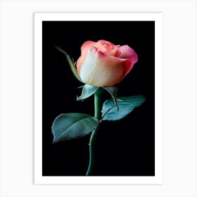 Single Rose Isolated On Black Background Art Print