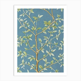 Paper Mulberry tree Vintage Botanical Art Print