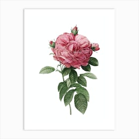 Vintage Giant French Rose Botanical Illustration on Pure White n.0055 Art Print