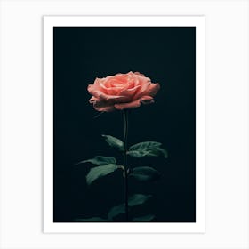 Single Pink Rose On Black Background 3 Art Print