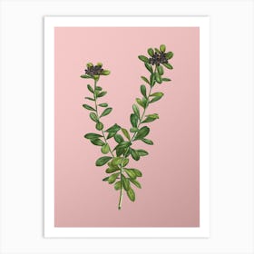 Vintage Daphne Sericea Flowers Botanical on Soft Pink n.0174 Art Print