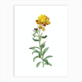 Vintage Yellow Wallflower Bloom Botanical Illustration on Pure White n.0811 Art Print