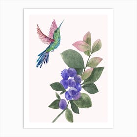 Hummingbird And Blueberry Art Print