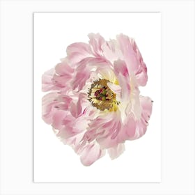 Pink Peony Flower Art Print