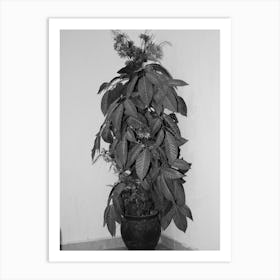 Plant In A Pot Art Print