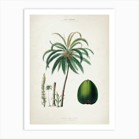 Vintage Denisse 5 Cocos Mucifera Art Print