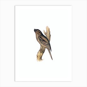 Vintage Tawny Shouldered Frogmouth Bird Illustration on Pure White n.0118 Art Print