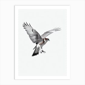 Red Tailed Hawk B&W Pencil Drawing 2 Bird Art Print