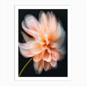 Dahlia Flower 3 Art Print