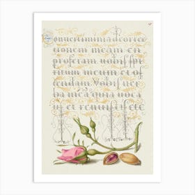 French Rose And Pistachio From Mira Calligraphiae Monumenta Or The Model Book Of Calligraphy, Joris Hoefnagel Art Print