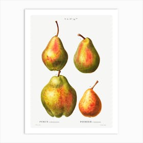 Four Varities Of Pears, Pierre Joseph Redoute Art Print