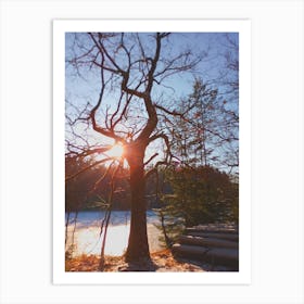 Bare Tree At Sunrise Art Print