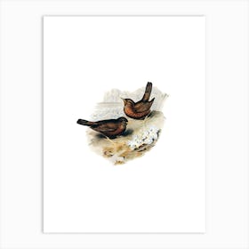 Vintage Vinous Tinted Blackbird Bird Illustration on Pure White n.0107 Art Print