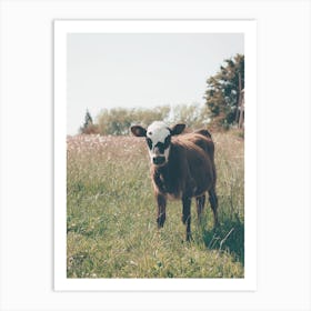 Baby Brown Cow Art Print