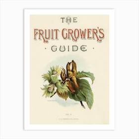 Vintage Illustrations Of Fruits, John Wright Art Print