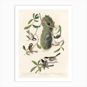 Chesnut Backed Titmouse, Birds Of America, John James Audubon Art Print
