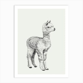 Baby Alpaca Art Print