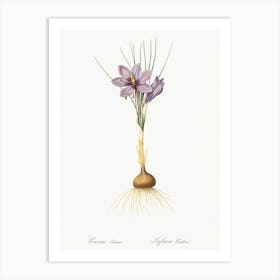 Crocus Sativus, Pierre Joseph Redoute 1 Art Print