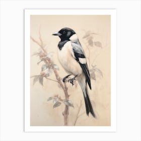 Vintage Bird Drawing Magpie 1 Art Print