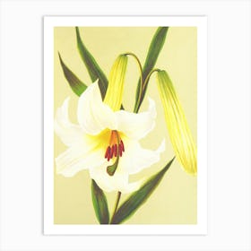 Lily Of The Valley 2 Art Print