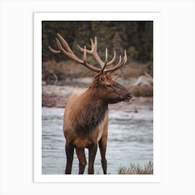 Elk Near Creek Art Print