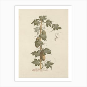 Peponium Vogelii Engl, Luigi Balugani Art Print
