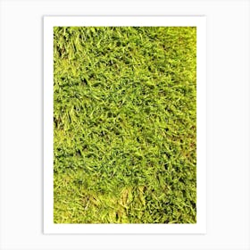 Moss in the Forrest Art Print