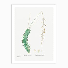 Aloe Viscosa, Pierre Joseph Redoute Art Print