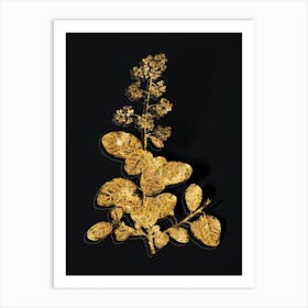 Vintage European Smoketree Botanical in Gold on Black n.0345 Art Print