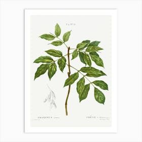 Manna Ash, Pierre Joseph Redoute Art Print