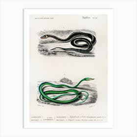 Grass Snake And The Green Vine Snake, Charles Dessalines D' Orbigny Art Print