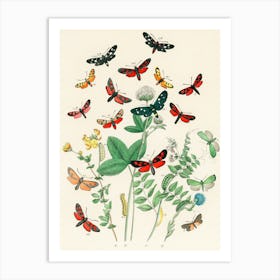 Butterflies And Plants Art Print