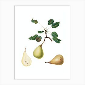 Vintage Pear Botanical Illustration on Pure White n.0657 Art Print