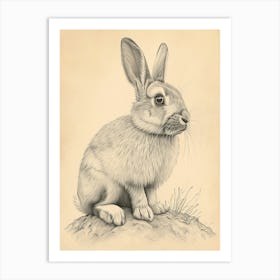 English Lop Drawing 2 Art Print