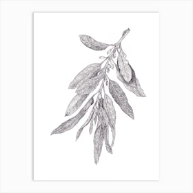 Wild Olive Botanical Art Print
