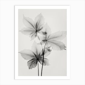 Transparent Botanic No 5 Art Print