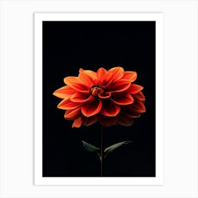 Dahlia 6 Art Print