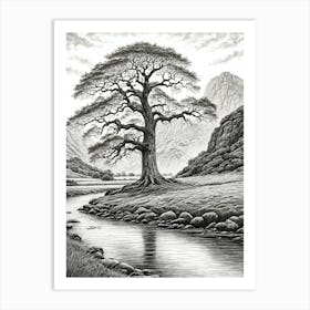 highly detailed pencil sketch of oak tree next to stream, mountain background 8 Art Print