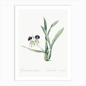 Clamshell Orchid Illustration From Les Liliacées (1805), Pierre Joseph Redoute Art Print