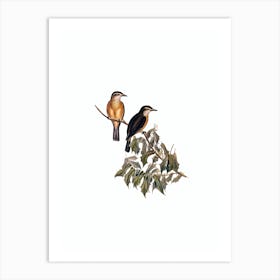 Vintage Rufous Shrike Thrush Bird Illustration on Pure White Art Print
